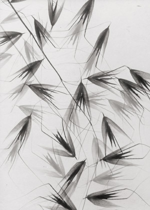 Lot 4218, Auction  113, Landauer, Lou, Photogram of wild oats