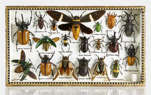 Lot 6280, Auction  113, , Zwei Schaukästen mit Käfern, Zikaden und Wanzen