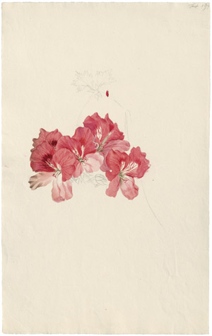 Lot 6343, Auction  114, Blaschek, Franz, Verschiedene Pelargonien