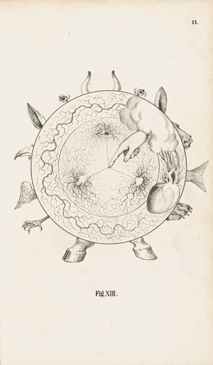 Los 314 - Frost, Wenzel und Kotátko, Wenzel - Der Mensch im Symbole. Prag, Haase, 1846 - 1 - thumb