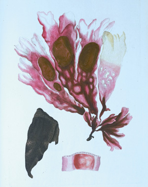 Los 355 - Flora Danica - mit 148 kolorierten Kupfertafeln. Kopenhagen, N. Möller Schultz, wohl um 1766-1780 - 0 - thumb