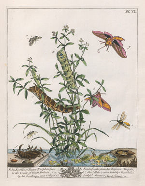 Los 360 - Harris, Moses - Le Aurelien: ou histoire naturelle des insectes anglois. London, J. Robson 1778. - Erste französische Ausgabe im prachtvollen zeitgenössischen Kolorit - 0 - thumb