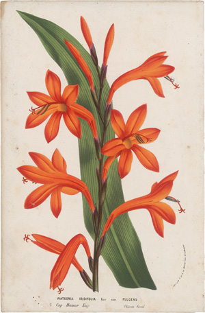 Los 361 - Houtte, Louis Benoît van - 59 Chromolithographien. Um 1860 - 0 - thumb