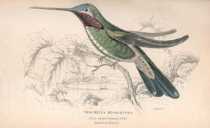 Lot 362, Auction  125, Jardine, William, The naturalist's library. Edinburgh, W. H. Lizars, 1836-1843. - Erste Ausgabe 