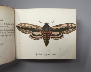 Los 365 - Panzer, Georg Wolfgang Franz - Faunae insectorum Germanicae initia oder Deutschlands Insecten. Nürnberg, Felsecker, 1793-1799 - 9 - thumb