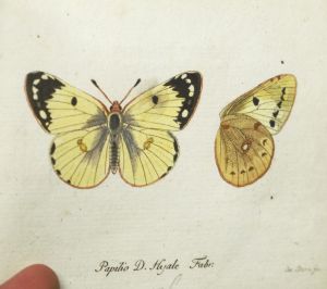 Los 365 - Panzer, Georg Wolfgang Franz - Faunae insectorum Germanicae initia oder Deutschlands Insecten. Nürnberg, Felsecker, 1793-1799 - 14 - thumb