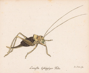 Los 365 - Panzer, Georg Wolfgang Franz - Faunae insectorum Germanicae initia oder Deutschlands Insecten. Nürnberg, Felsecker, 1793-1799 - 1 - thumb