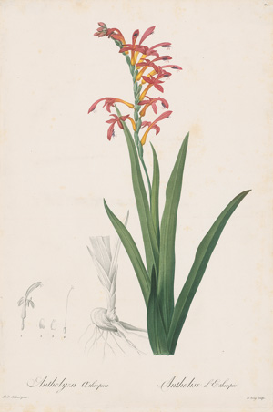 Lot 369, Auction  125, Redouté, Pierre Joseph, Sammlung von Liliengewächsen. Paris 1802-1816