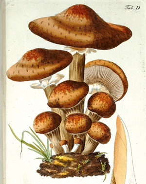 Los 373 - Trattinnick, Leopold - Die eßbaren Schwämme des Oesterreichsischen Kaiserstaates. Wien, C. Gerold, 1830. - Zweite Auflage - 0 - thumb