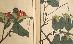 Los 513 - Bairei, Kôno - Kusa Bana Hyakushu (japonice: Hundert Sorten von Blumen). Tokio, Meiji um 1900  - 1 - thumb