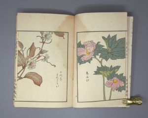 Los 513 - Bairei, Kôno - Kusa Bana Hyakushu (japonice: Hundert Sorten von Blumen). Tokio, Meiji um 1900  - 8 - thumb