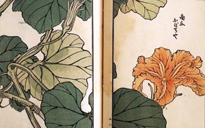 Los 513 - Bairei, Kôno - Kusa Bana Hyakushu (japonice: Hundert Sorten von Blumen). Tokio, Meiji um 1900  - 0 - thumb