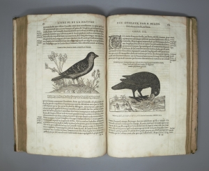 Los 715 - Belon, Pierre - L'histoire de la nature des Oyseaux. Paris, B. Prevost für Guillaume Cavellat, 1555 - 4 - thumb