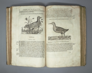 Los 715 - Belon, Pierre - L'histoire de la nature des Oyseaux. Paris, B. Prevost für Guillaume Cavellat, 1555 - 5 - thumb