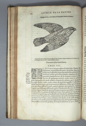 Los 715 - Belon, Pierre - L'histoire de la nature des Oyseaux. Paris, B. Prevost für Guillaume Cavellat, 1555 - 6 - thumb