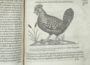 Los 715 - Belon, Pierre - L'histoire de la nature des Oyseaux. Paris, B. Prevost für Guillaume Cavellat, 1555 - 7 - thumb
