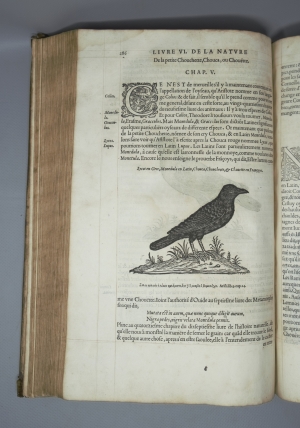 Los 715 - Belon, Pierre - L'histoire de la nature des Oyseaux. Paris, B. Prevost für Guillaume Cavellat, 1555 - 8 - thumb