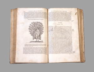 Los 715 - Belon, Pierre - L'histoire de la nature des Oyseaux. Paris, B. Prevost für Guillaume Cavellat, 1555 - 9 - thumb