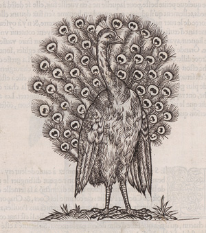 Los 715 - Belon, Pierre - L'histoire de la nature des Oyseaux. Paris, B. Prevost für Guillaume Cavellat, 1555 - 1 - thumb