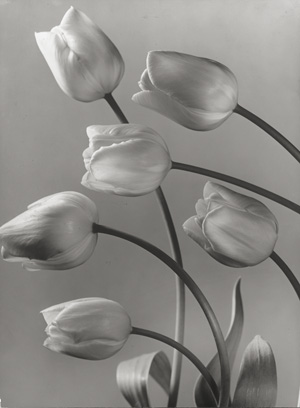 Los 4086 - Baur, Max - Tulips; Gladiolus - 0 - thumb