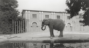 Los 4174 - Höfer, Candida - Zoologischer Garten, Köln - 0 - thumb
