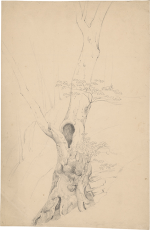 Los 6825 - Dreber, Heinrich - Umkreis - Knorriger Baum am Hang - 0 - thumb