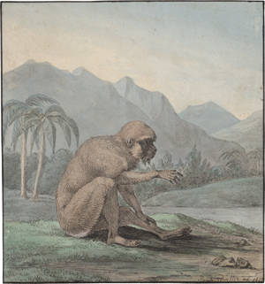 Los 6844 - Wintter, Raphael - Meerkatze in tropischer Landschaft - 0 - thumb