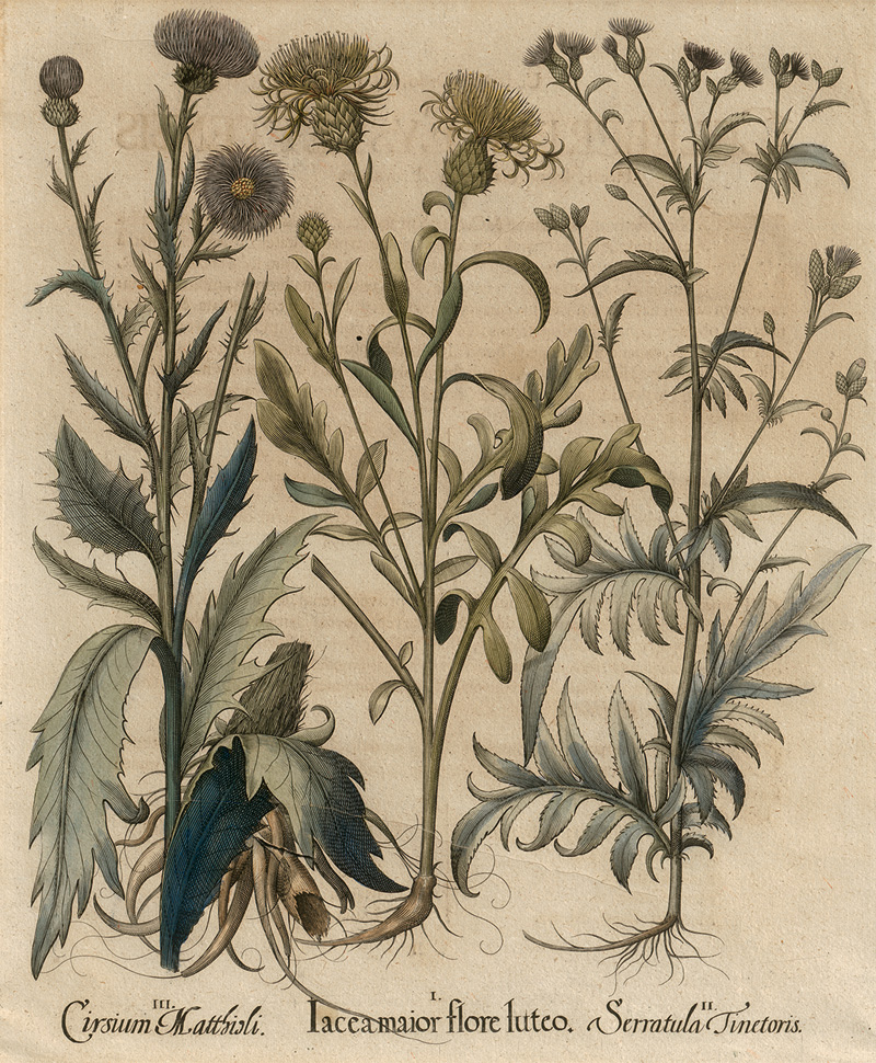 Lot 352, Auction  125, Besler, Basilius, Iacea maior flore luteo. Nürnberg, H. Eystettensis, 1640