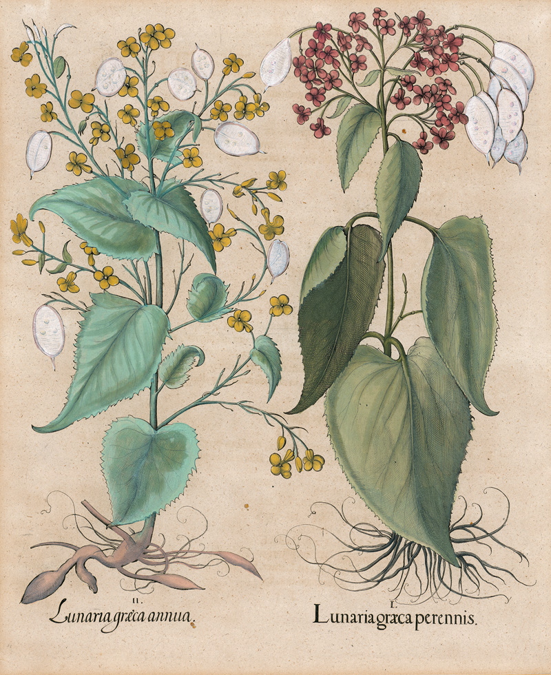 Lot 353, Auction  125, Besler, Basilius, Lunaria graeca perennis. Eichstätt und Nürnberg, Besler, 1613 oder später