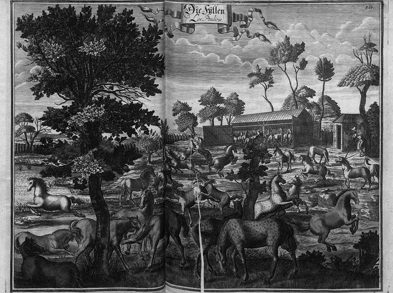 Lot 354, Auction  125, Cavendish, William Duke of Newcastle, Neu-eröffnete Reit-Bahn. Nürnberg, J. Zieger und G. Lehmann, 1700. - Erste deutsche Ausgabe