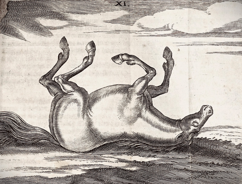 Lot 385, Auction  125, Winter, Georg Simon, Wolerfahrner Roß-Artzt. Nürnberg, M. Endter und Erben J. Endter, 1678