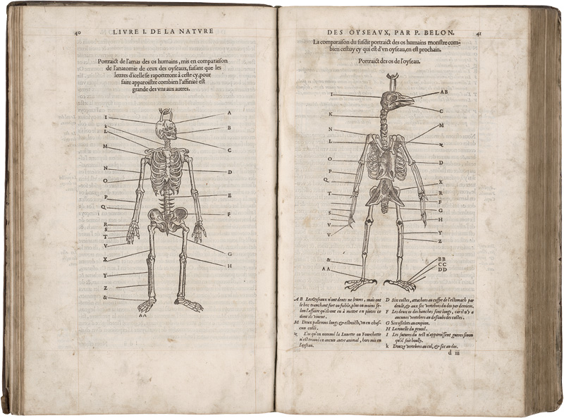 Lot 715, Auction  125, Belon, Pierre, L'histoire de la nature des Oyseaux. Paris, B. Prevost für Guillaume Cavellat, 1555
