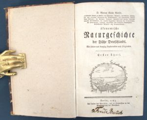 Los 363 - Bloch, Marcus E. - Ökonomische Naturgeschichte der Fische Deutschlands - 9 - thumb