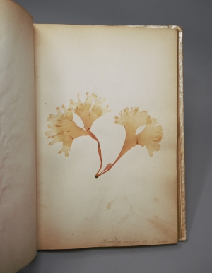 Los 370 - Königliche Algensammlung - A son altesse royale le duc d'aoste Vice-Admiral - 6 - thumb