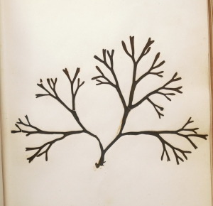 Los 370 - Königliche Algensammlung - A son altesse royale le duc d'aoste Vice-Admiral - 7 - thumb