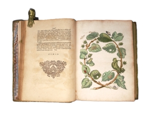 Los 374 - Merian, Maria Sibylla - Erucarum ortus - 10 - thumb