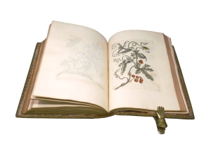 Los 374 - Merian, Maria Sibylla - Erucarum ortus - 15 - thumb