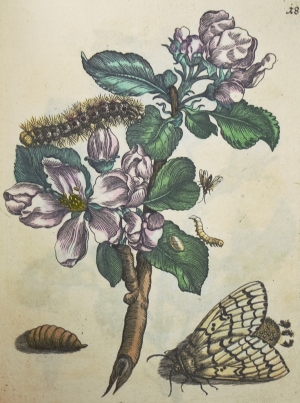 Los 374 - Merian, Maria Sibylla - Erucarum ortus - 19 - thumb