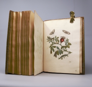 Los 374 - Merian, Maria Sibylla - Erucarum ortus - 21 - thumb