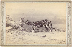 Los 4009 - Anschütz, Ottomar - Animal studies - 1 - thumb