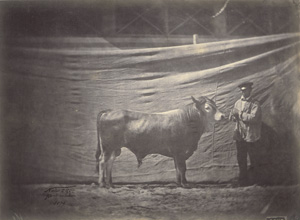 Lot 4073, Auction  126, Nadar jeune, Taureau Landais