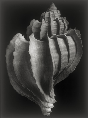 Lot 4124, Auction  126, Ehrhardt, Alfred, Trophon Geversianus-Magellanstraße