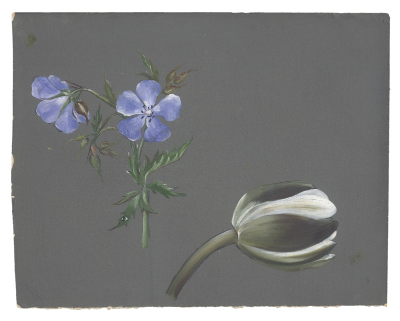 Lot 6176, Auction 126, Libert, Betzy Marie Petrea, Studienblatt mit violettem Wiesenstorchschnabel und weißer Tulpe