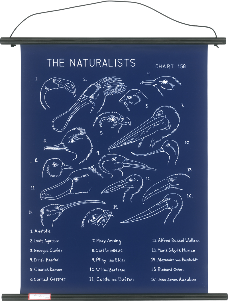 Lot 8087, Auction  126, Dion, Mark, The Naturalists