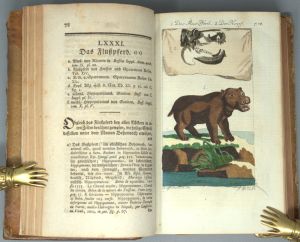 Los 347 - Buffon, Georges Louis Leclerc Comte de - Allgemeine Naturgeschichte. Fünfter (-Siebenter u. letzter)  Theil - 6 - thumb