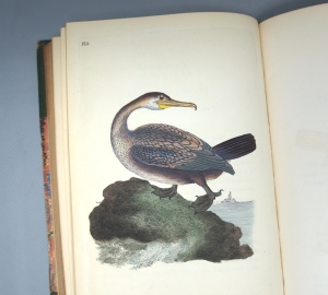 Los 350 - Donovan, Edward - The natural history of British birds, Band VII - 5 - thumb