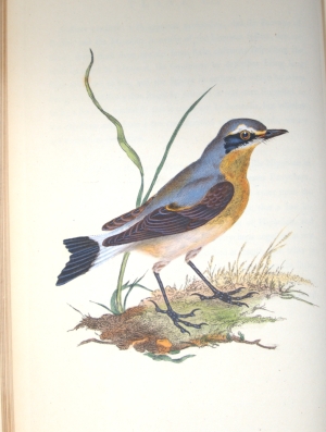 Los 350 - Donovan, Edward - The natural history of British birds, Band VII - 9 - thumb