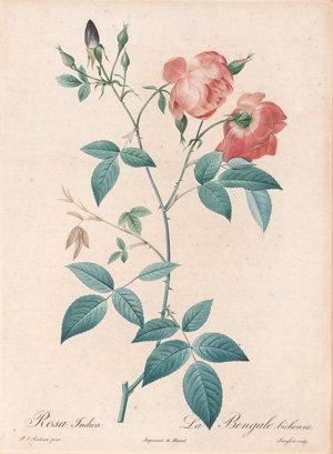 Lot 358, Auction  127, Redouté, Pierre Joseph, Rosen. 4 kolorierte Kupferstiche