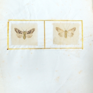 Los 362 - Spätbiedermeierliche Sammlung von ca. 135  aquarellierten Naturselbstdrucken - von verschiedenen Schmetterlingen und Motten - 7 - thumb