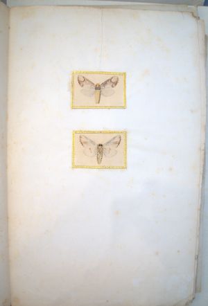 Los 362 - Spätbiedermeierliche Sammlung von ca. 135  aquarellierten Naturselbstdrucken - von verschiedenen Schmetterlingen und Motten - 11 - thumb